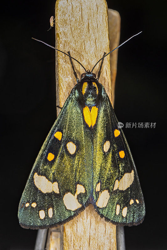 红虎蛾(Callimorpha dominula)